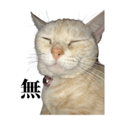 This is a Cat Marc