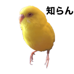 黄色インコのスタンプ2