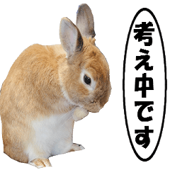 active rabbit cocoa-4