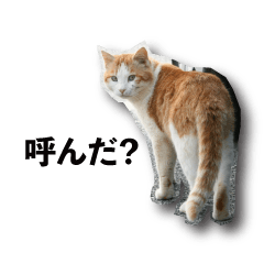 cat cat photo sticker