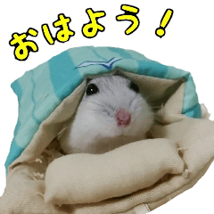 Daikoku the Hamster
