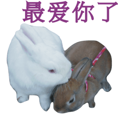 Rabbit and Cute Animals [Simplified ]