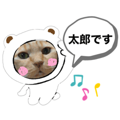 茶トラの太郎さん　2
