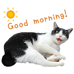 Bicolor cat photo sticker