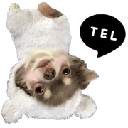 Bear chihuahua2