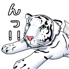 Tama is White Tiger