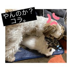 chisa_20201221154336