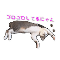 飼い猫のちー&ふー