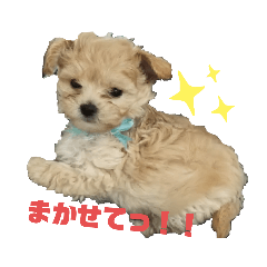 Suzu_20201222000720