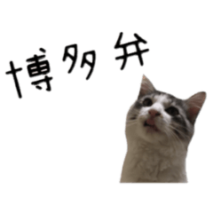 cat of cure Hakata dialect