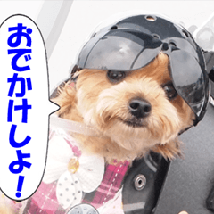 The Motorcycle dog TINA 3