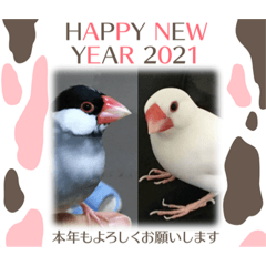 Fuku and Momo 2021