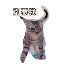 皮皮成長日誌
