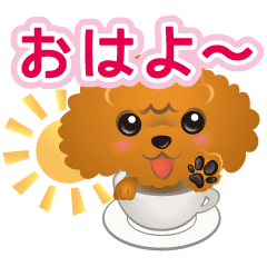 Cup Loving Toy Poodle