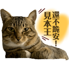 喵仔表情貼