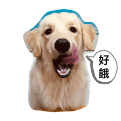 Golden retriever_Cooper