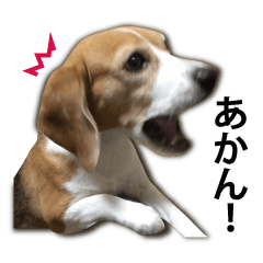 beagle kyotoben