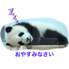 panda_20201222211205