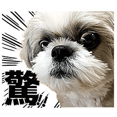 シーズー犬あうんのてんぽの写真スタンプ02 Line スタンプ Line Store シーズー犬あうんのてんぽの写真スタンプ02 Line スタンプ Line Store