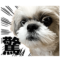 Shih Tzu Dog Tempo Photo Sticker2 Line Stickers Line Store