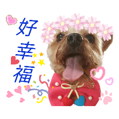 永遠的粉妮