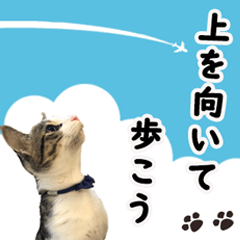 Hagiwara Tom Cat