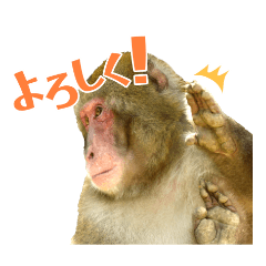 Arashiyama Monkey Par