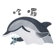 台灣鯨豚系列 x 長吻飛旋海豚