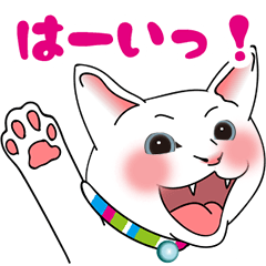 white cat Novia-san animation vol.1