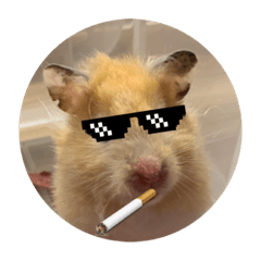 本丸恰恰表情包