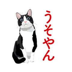 Hachiware cat speaking Kansai dialect.