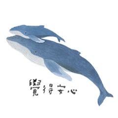 台灣鯨豚系列 x 座頭鯨