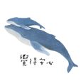 台灣鯨豚系列 x 座頭鯨