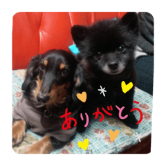 Matsu_20201223231658