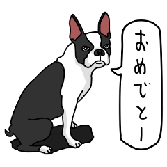 Boston terrier 346 Sticker