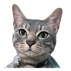 NORI-NORINORICHANG 猫はハミル