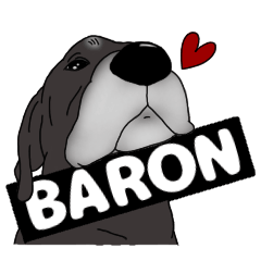 Labrador retriever BARON4