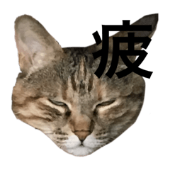 cat and kanjis