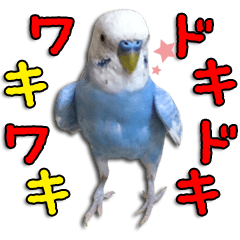 The parakeet "SAKU"