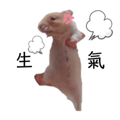 鼠の日常♡