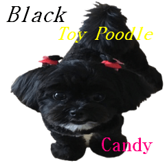Black Toy Poodle Candy