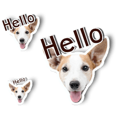 Jack Russel cutie and funny dog