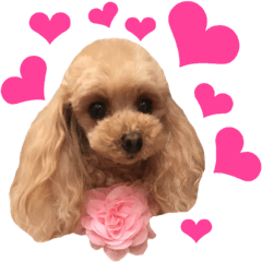 Sticker of toy poodle photograph ver.2
