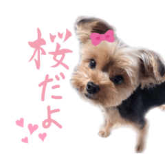 saya_20201225090346