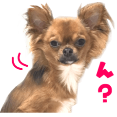 Real DOG Brown Chihuahua