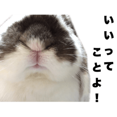 rabbit sticker mofuo
