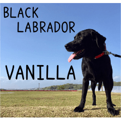 Black Labrador VANILLA