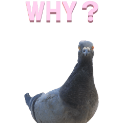 Simple English from Pigeon2-BIG