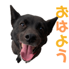 Japanese dog Tsubaki.