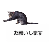 Cat named Nico